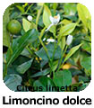 limoncino dolce
